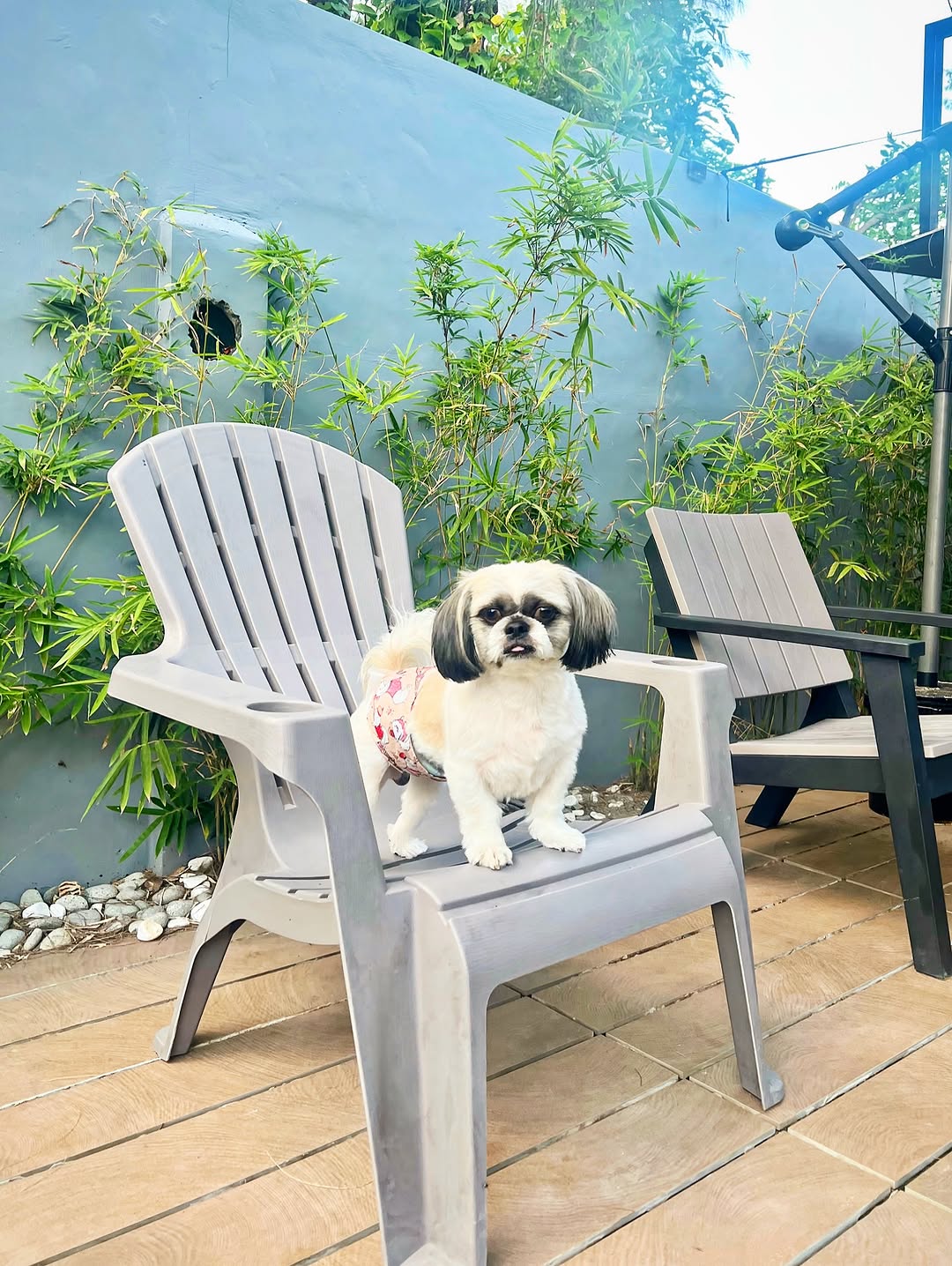 Pet-friendly stay at Lubáy Villas